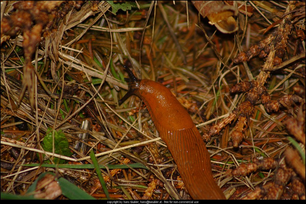 20060805_IMG_0429.JPG - Nacktschnecke in Julbach, Ober�sterreich