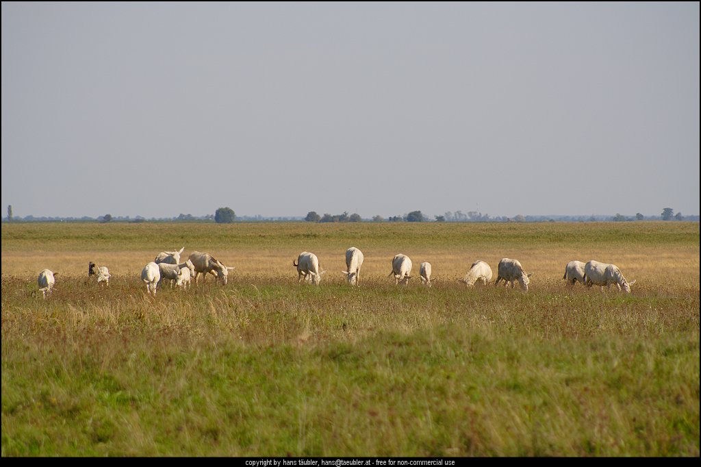 20060913_IMG_000131.JPG - Wei�e Albino-Esel in der Steppe am Neusiedler See, Burgenland (�sterreich)
