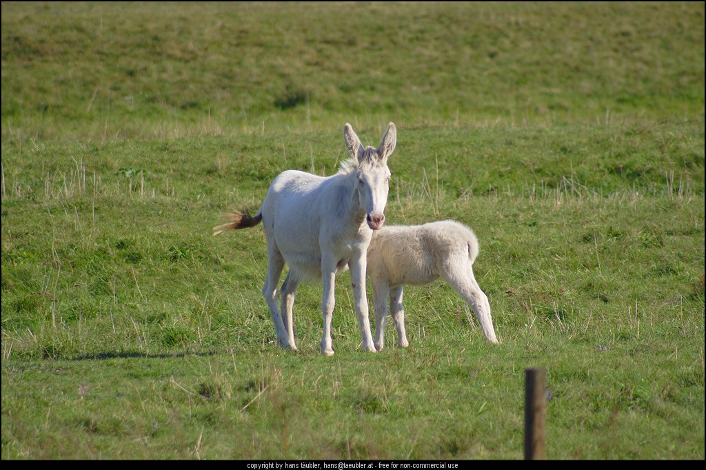 20060913_IMG_000166.JPG - Wei�e Albino-Esel in der Steppe am Neusiedler See, Burgenland (�sterreich)